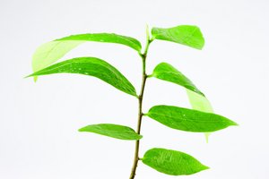 融资策略